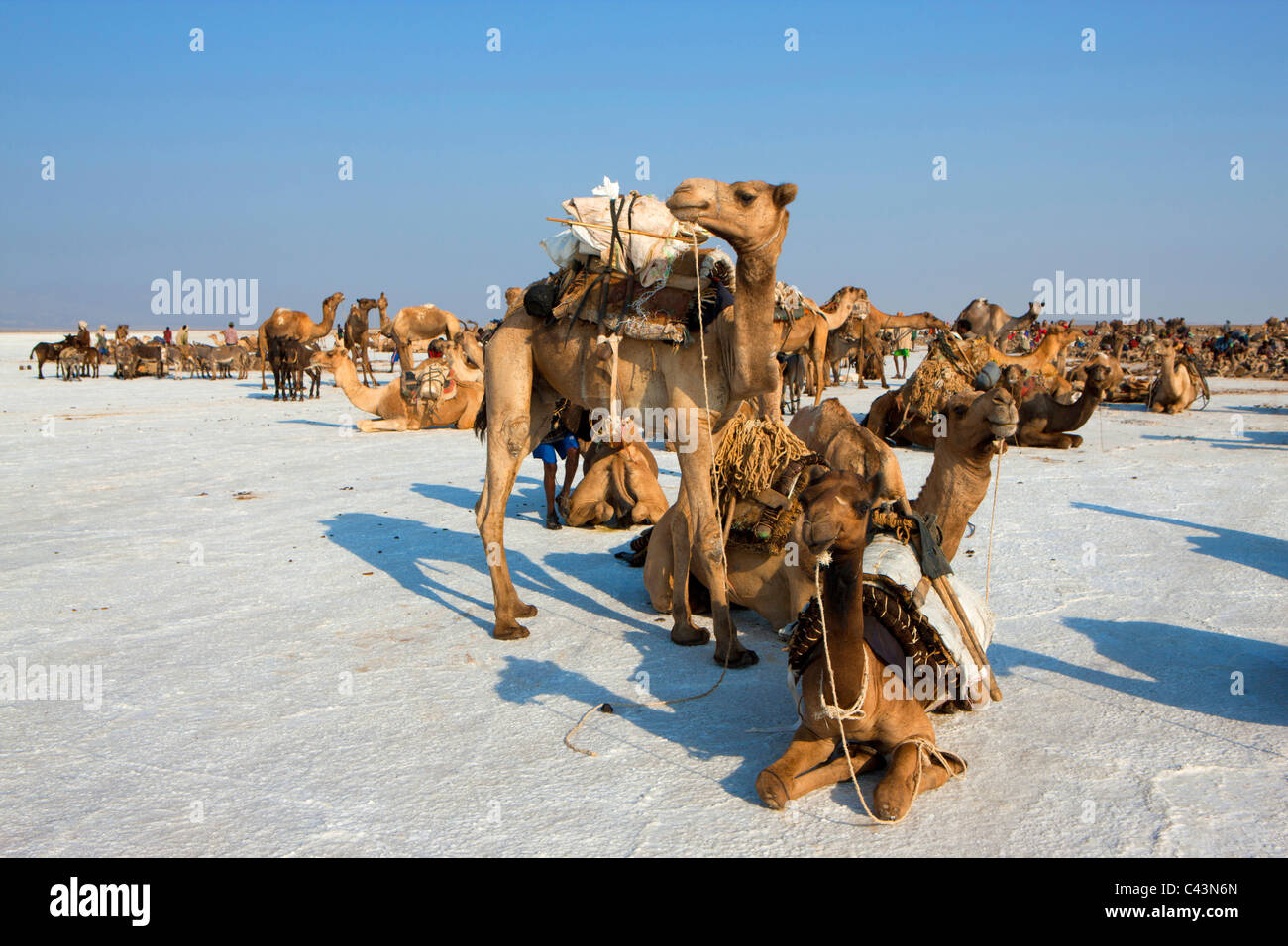 Ahmed Ela, Africa, Ethiopia, Afar region, Afgar, Danakil, desert, salt lake, salt, camels, dromedaries, resting place Stock Photo