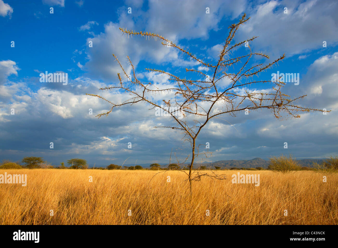 Awash, national park, Africa, Ethiopia, savanna, grass, tree, stings, prickles, clouds, evening light Stock Photo