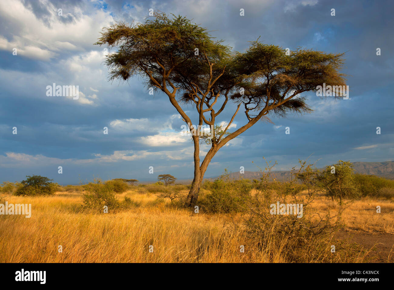 Awash, national park, Africa, Ethiopia, savanna, grass, tree, acacia, clouds, evening light Stock Photo