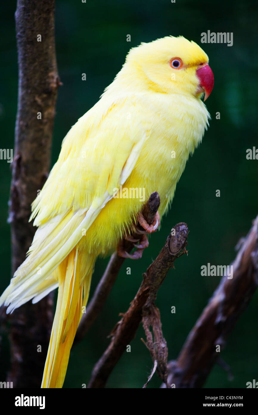 A Yellow Lovebird ( Agapornis ) Stock Photo