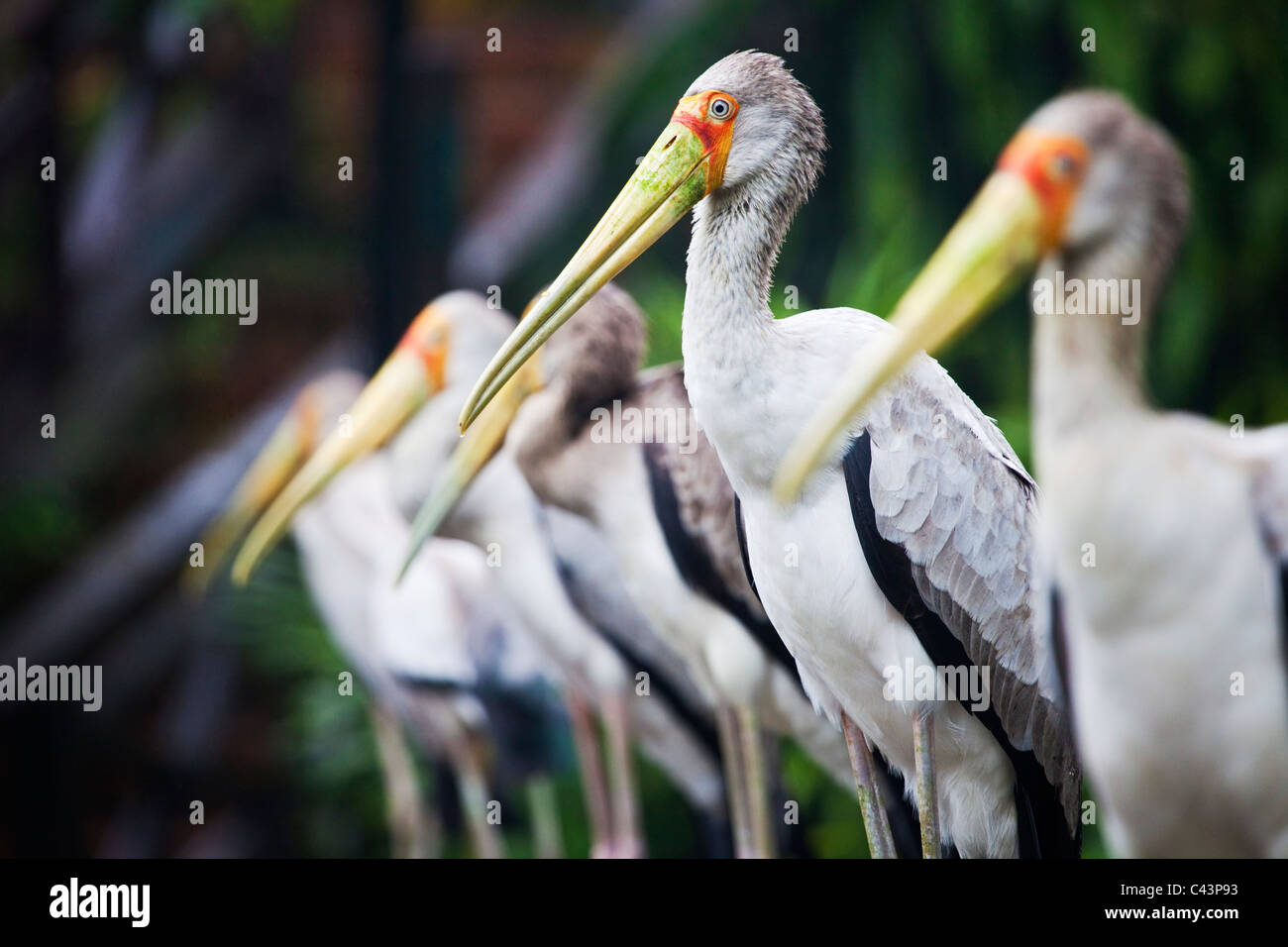 A Bunch of Yellow-Billed Stork ( Mycteria ibis ) Stock Photo