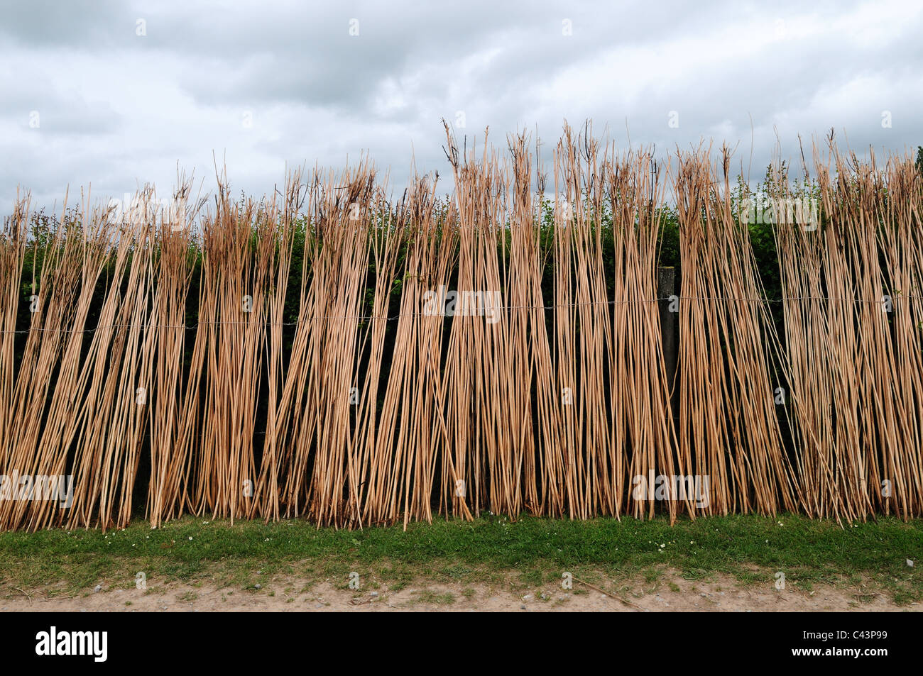 Willow being spread for drying at The Willows and Wetlands Center Stoke