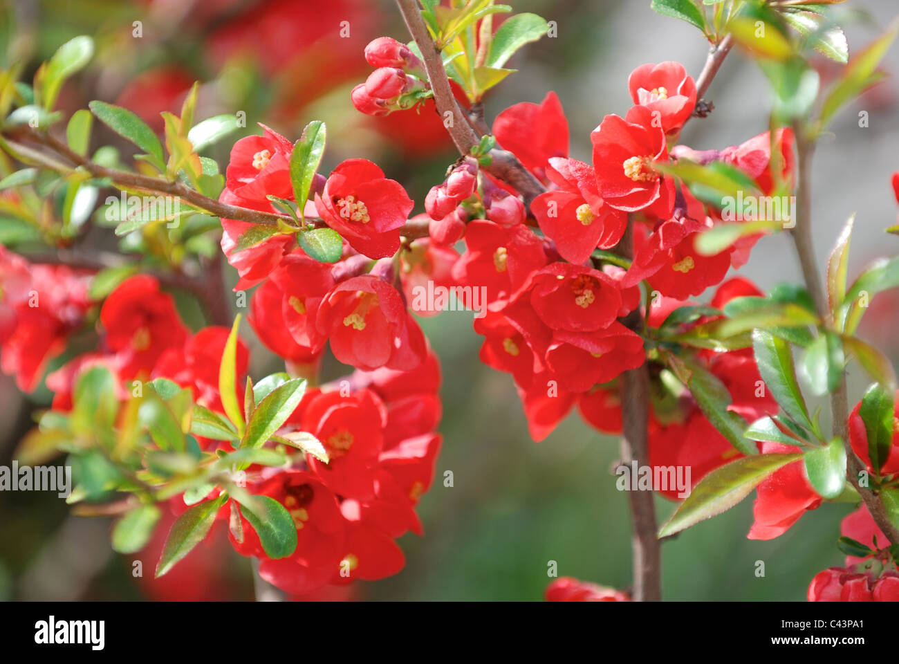 Blossoms of flowering quince Stock Photo