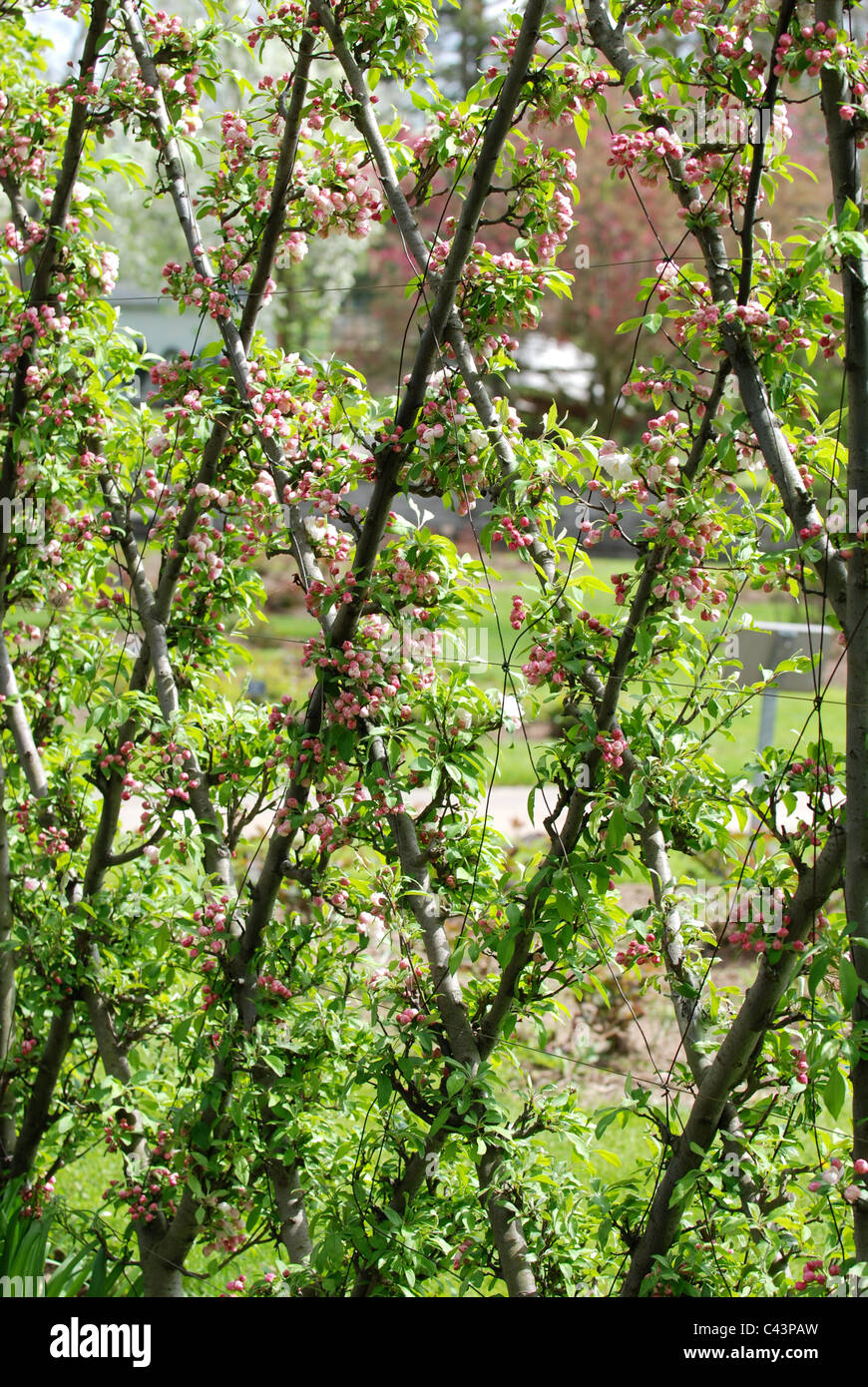 Plant with flowers climbing on lattice Stock Photo Alamy