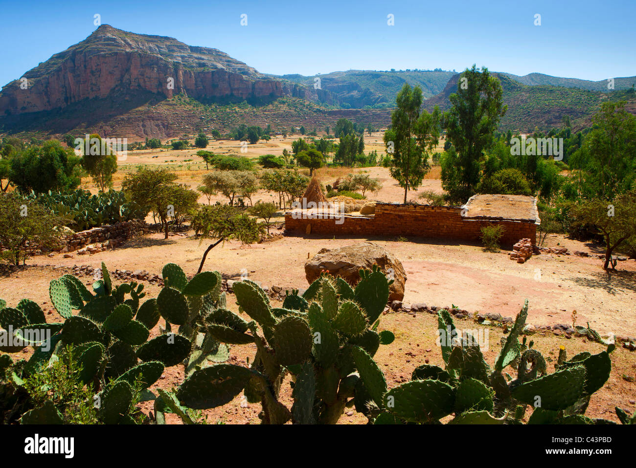 Gerealta, Africa, Ethiopia, highland, village, house, home, trees, cacti, cowardly cacti Stock Photo