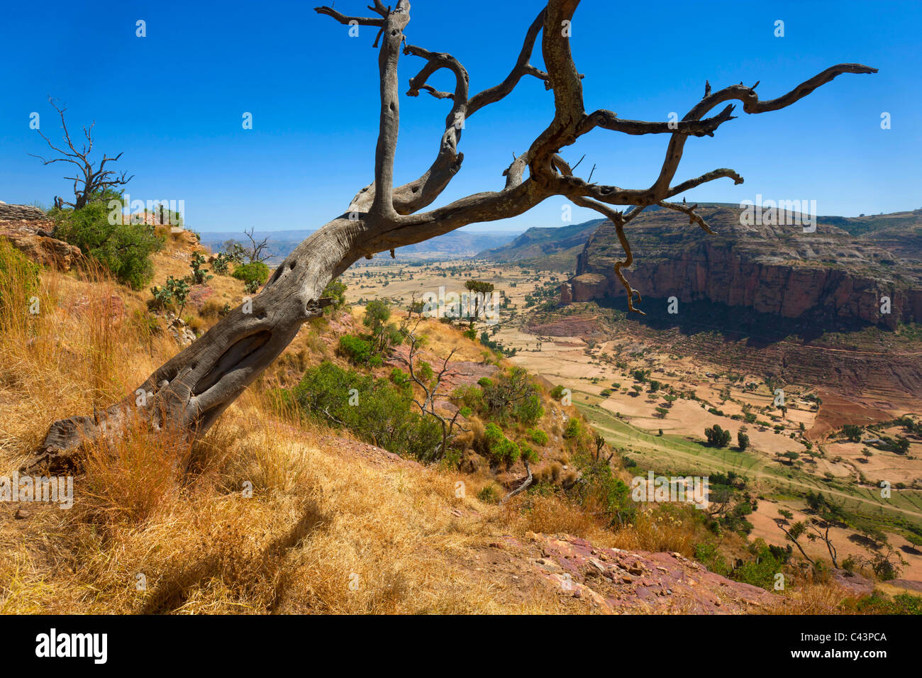 Gerealta, Africa, Ethiopia, highland, view point, dead tree, deadly, tree, wood Stock Photo