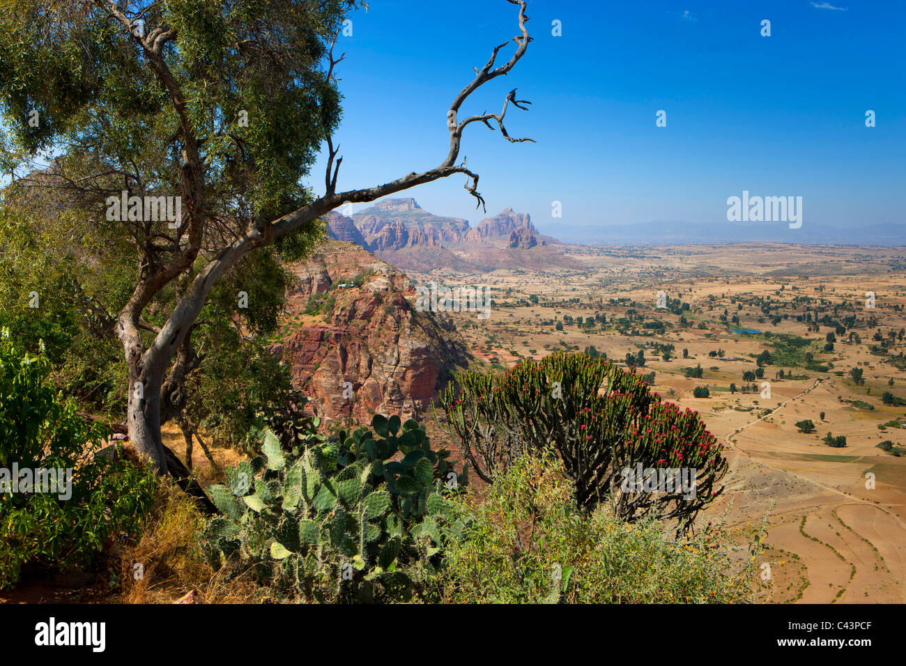 Gerealta, Africa, Ethiopia, highland, view point, tree, cacti Stock Photo
