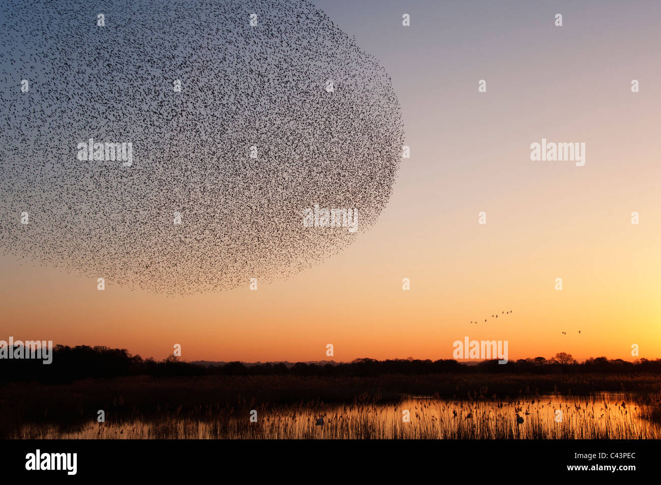 Large flock of starlings Sterna vulgaris coming in to roost at sunset Stock Photo