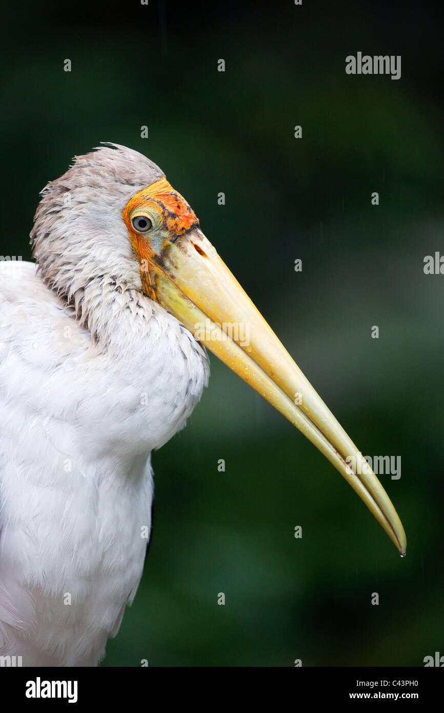 A Yellow-Billed Stork in the Rain ( Mycteria ibis ) Stock Photo