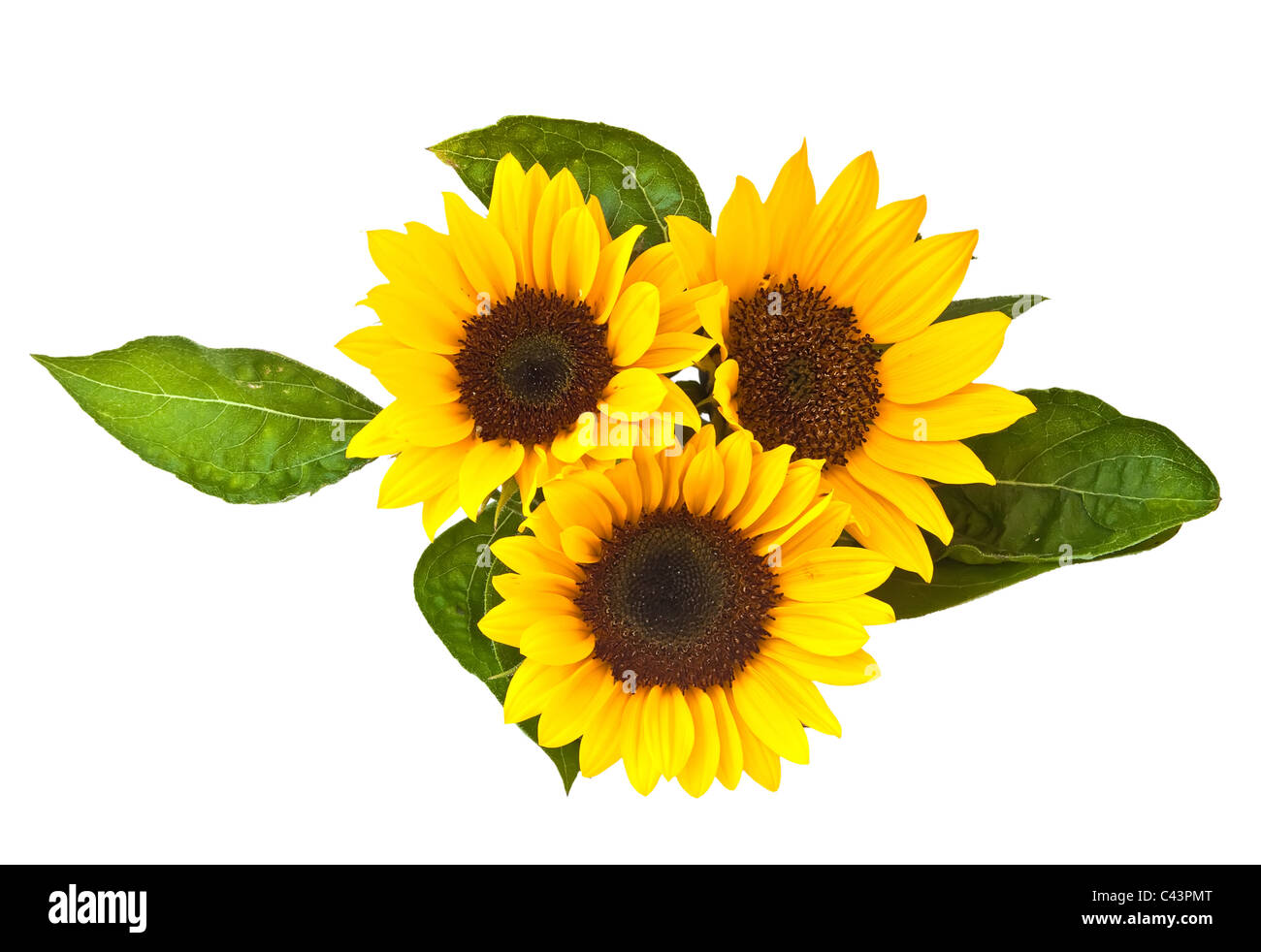 Pollination of a sunflower Cut Out Stock Images & Pictures - Alamy