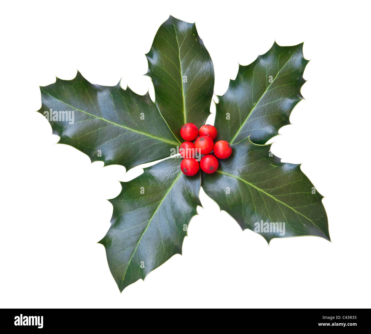 holly leaves and berries isolated on a white background Stock Photo - Alamy