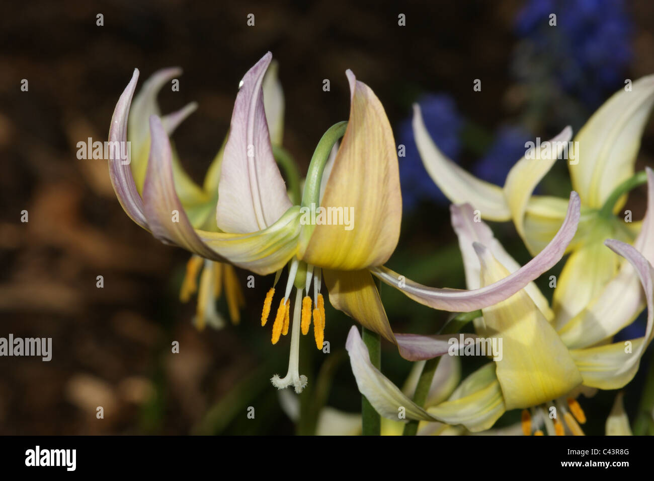 Erythronium 'Joanne' Stock Photo