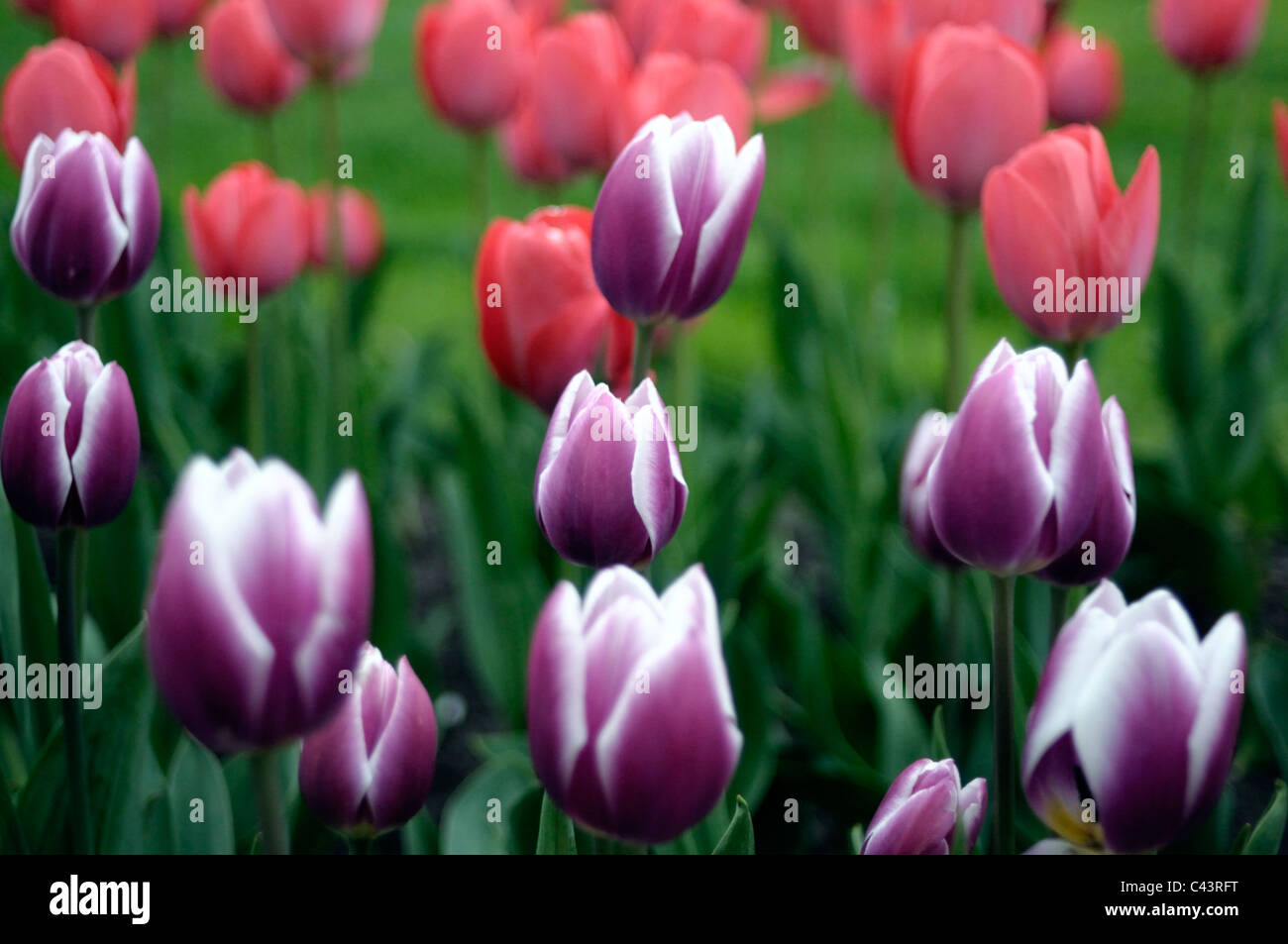 Tulips in Spring. Stock Photo
