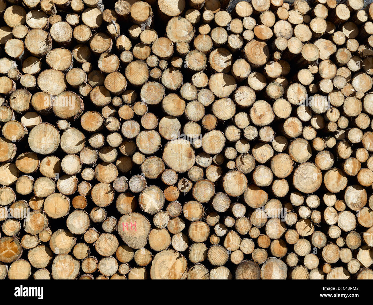 Trees, trunks, round, wood, pile, large amount, Stock Photo