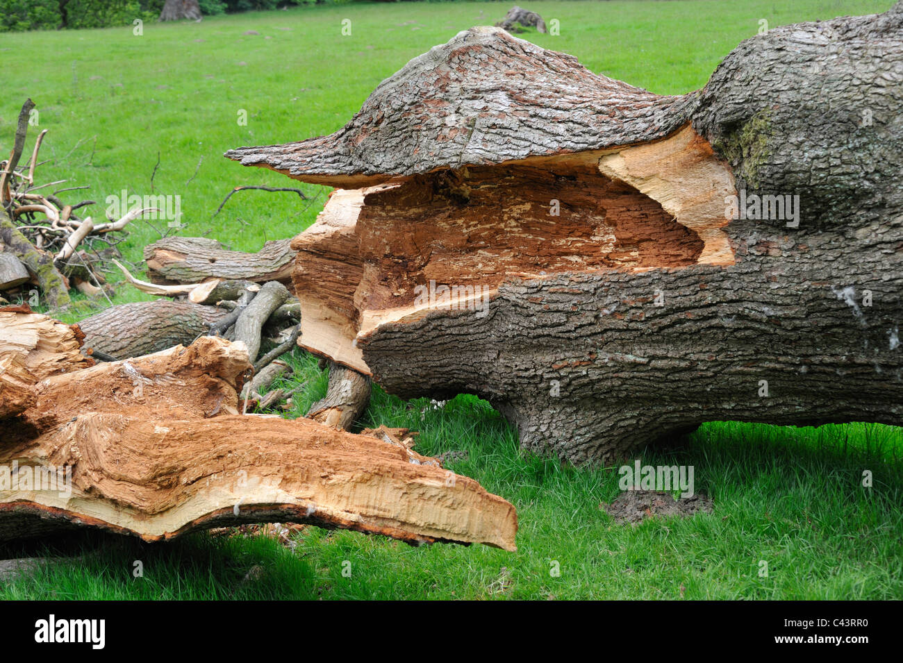 Root_rot hires stock photography and images Alamy