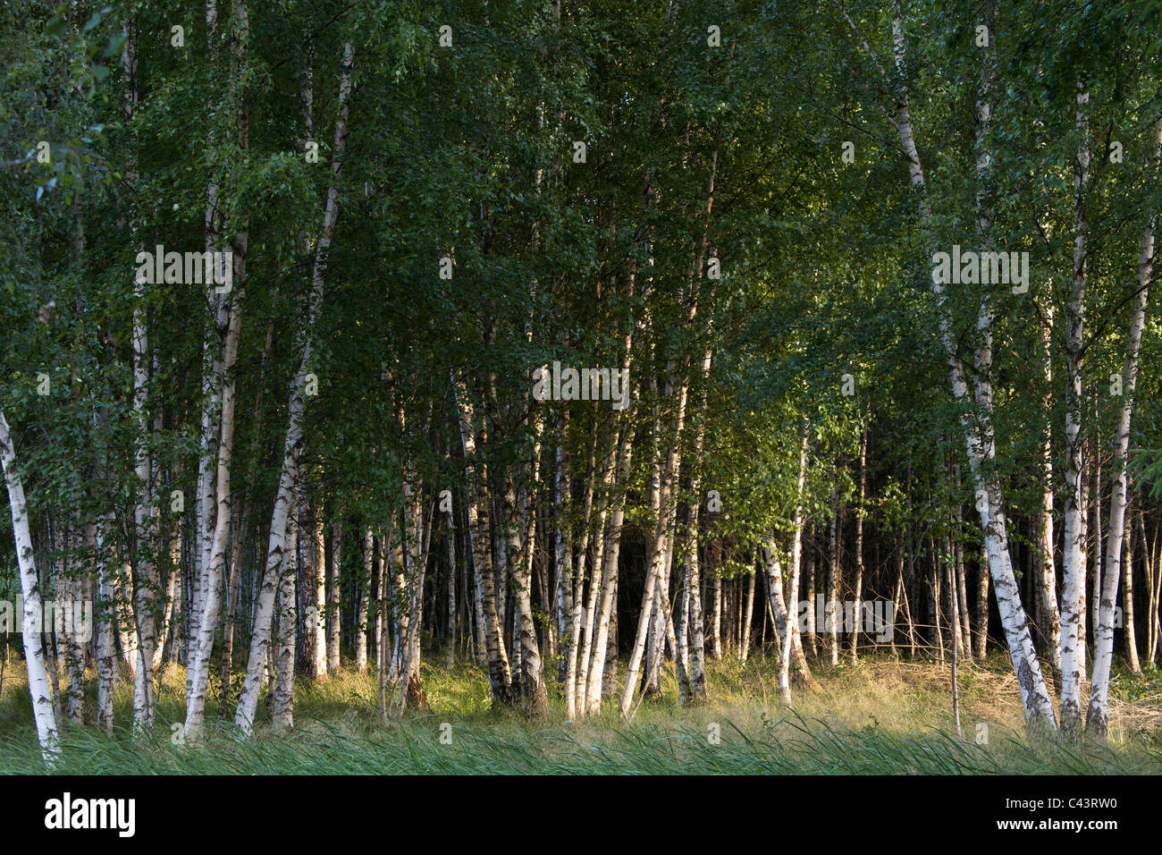 Baltic States, birch, birch wood, Estonia, Europe, Vortsjarv, wood, forest, Stock Photo