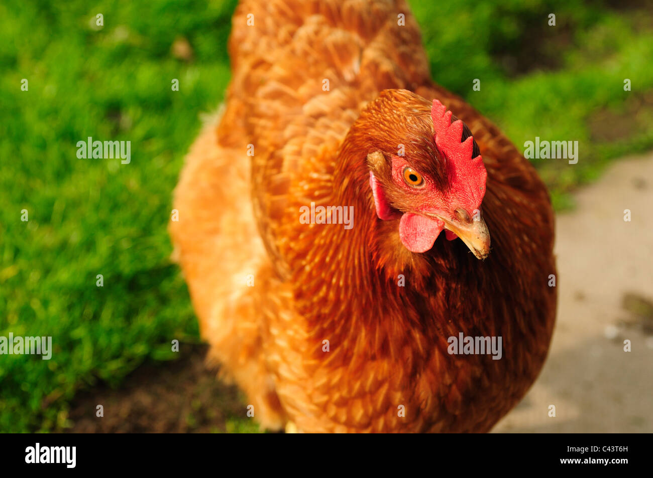 Hens Chicken's Poultry.(Gallus gallus domesticus). Stock Photo