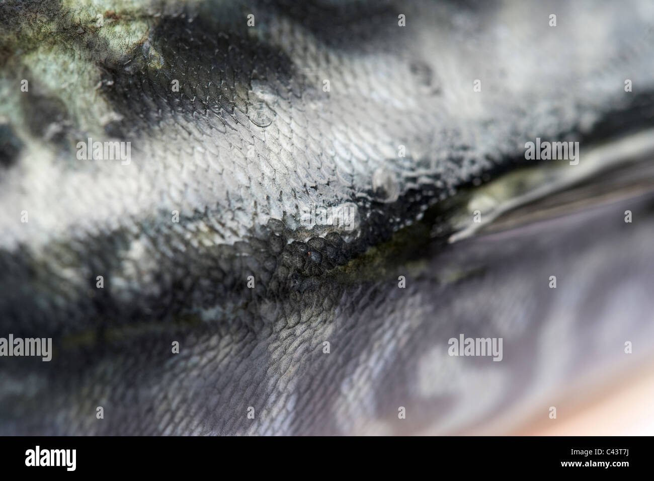 back top scales on freshly caught mackerel fish on a plastic cutting board Stock Photo