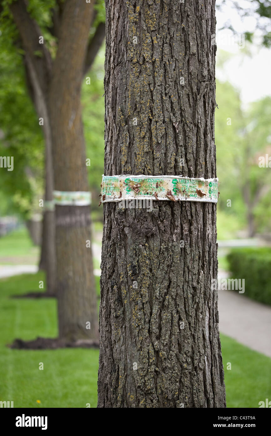 Tree banding of Elm trees.  Winnipeg, Manitoba, Canada. Stock Photo