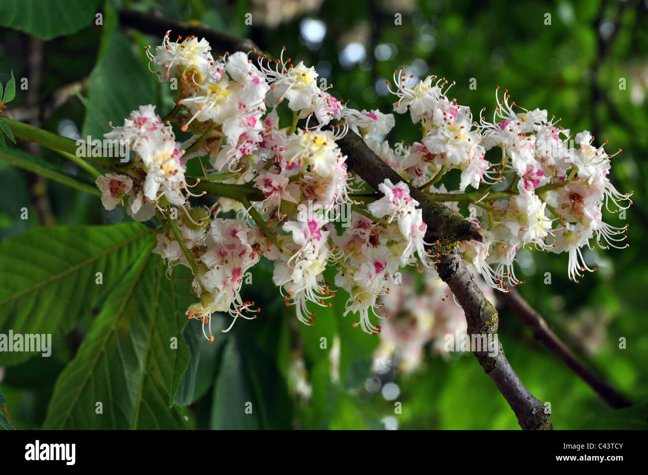 Sweet Chestnut Blossom High Resolution Stock Photography And Images Alamy