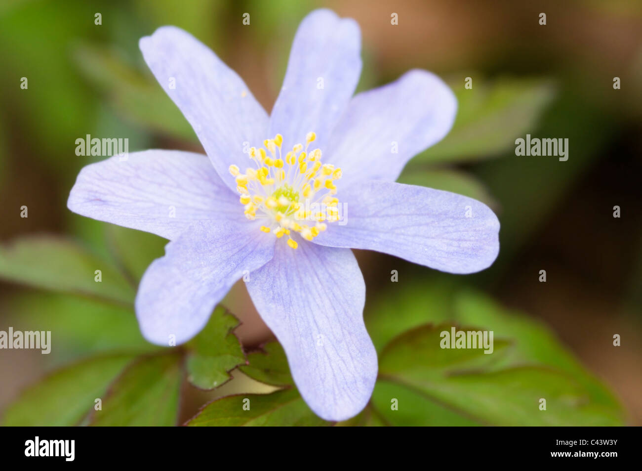 ANEMONE NEMOROSA ALLENII Stock Photo