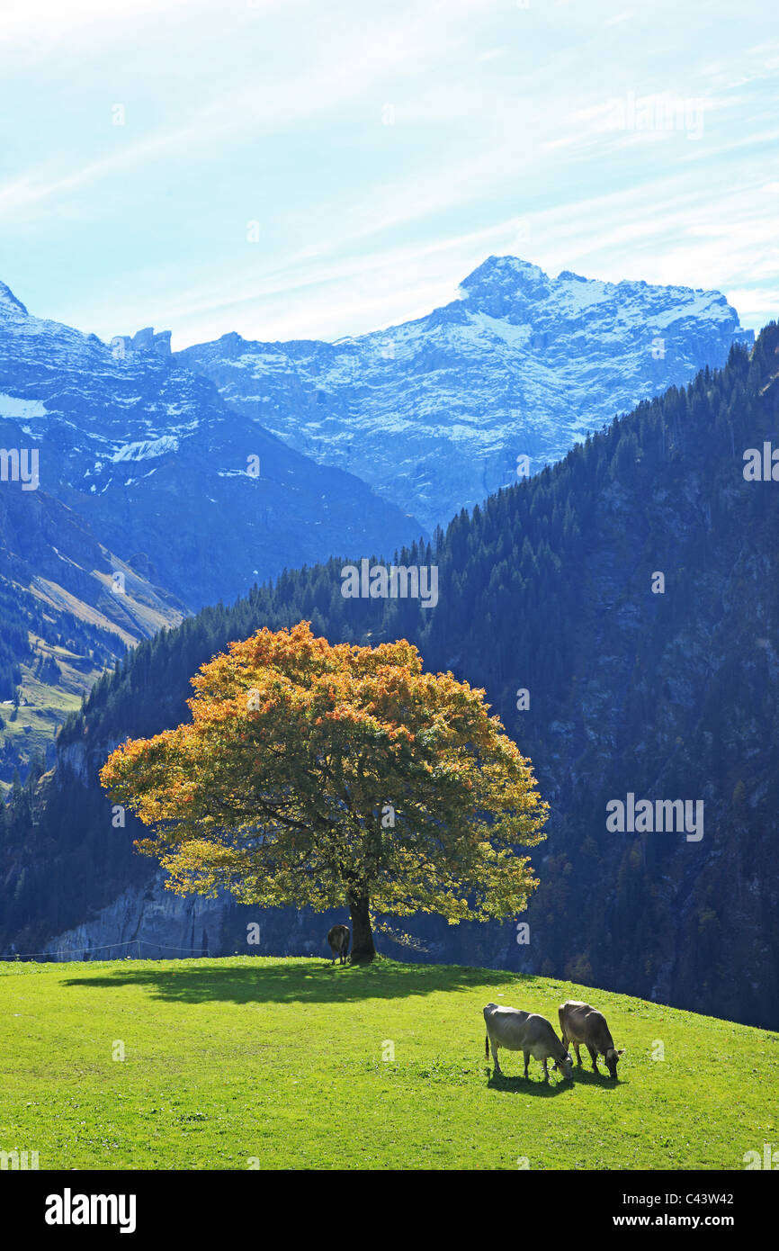 Travel, Nature, Geography, Europe, Switzerland, Uri, Schachen, Valley, Swiss Alps, Mountain, Tree, Landscape, Animal, Cow, Tranq Stock Photo