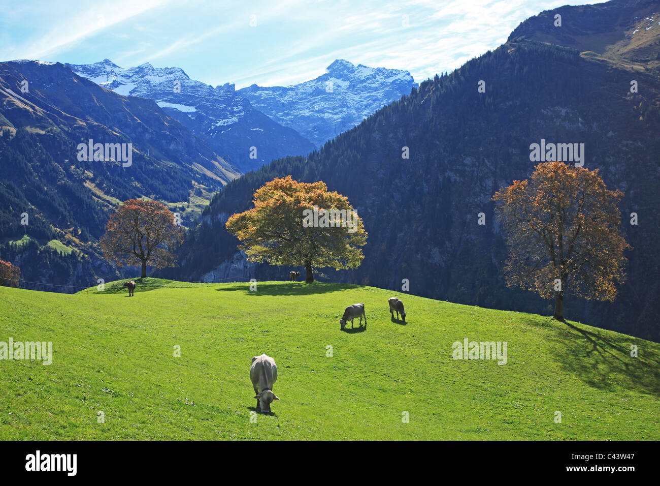 Travel, Nature, Geography, Europe, Switzerland, Uri, Schachen, Valley, Swiss Alps, Mountain, Landscape, Tree, Animal, Cow, Tranq Stock Photo