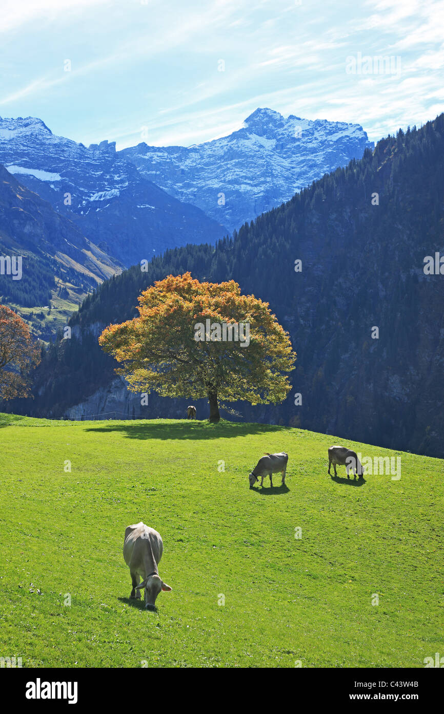 Travel, Nature, Geography, Europe, Switzerland, Uri, Schachen, Valley, Swiss Alps, Mountain, Landscape, Tree, Animal, Cow, Tranq Stock Photo
