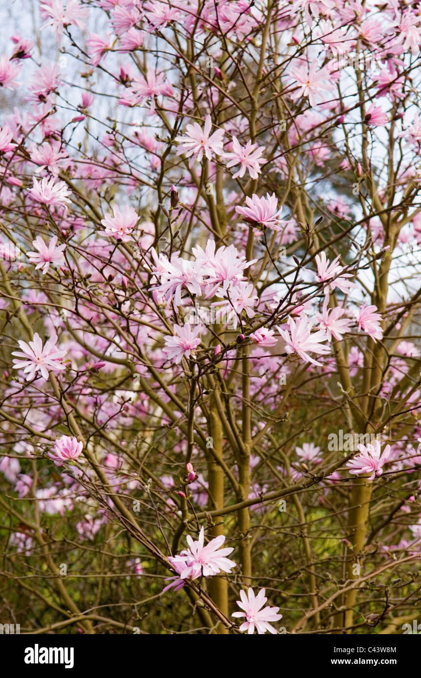 MAGNOLIA STELLATA JANE PLATT Stock Photo Alamy