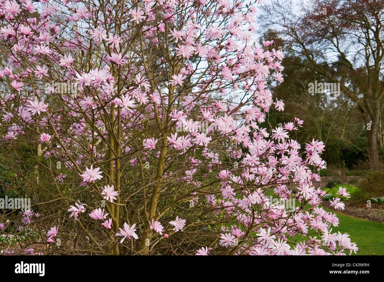 MAGNOLIA STELLATA JANE PLATT Stock Photo Alamy