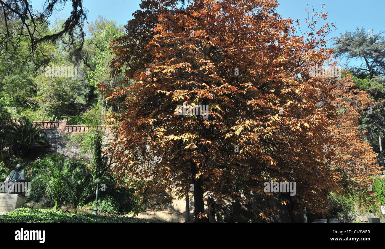 View from Avenida Bernardo O'Higgins of brown autumn foliage tree statue Victorino Lastarria, Cerro Santa Lucia, Santiago, Chile Stock Photo