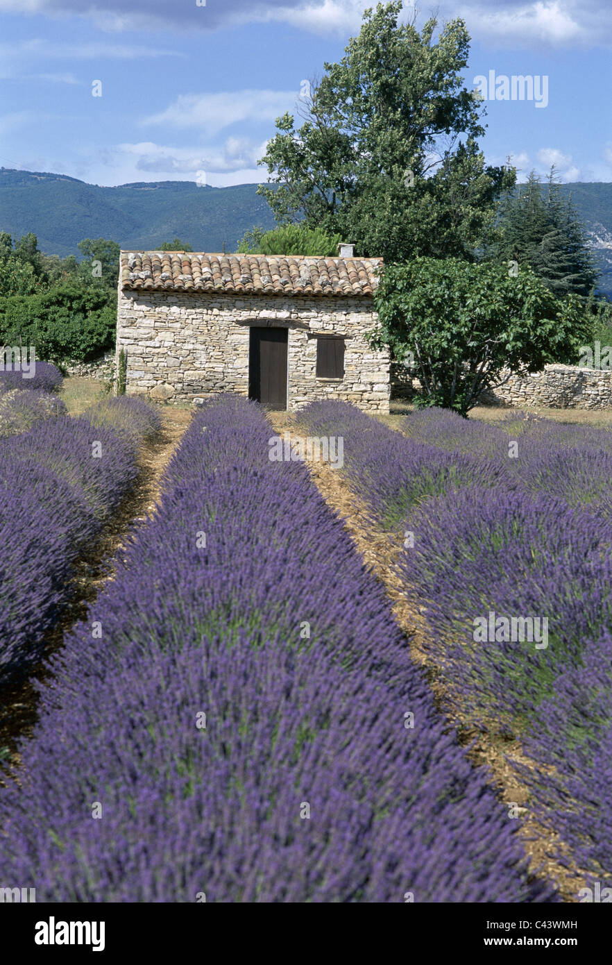 Apt, Farmhouse, Fields, France, Europe, Holiday, Landmark, Lavender