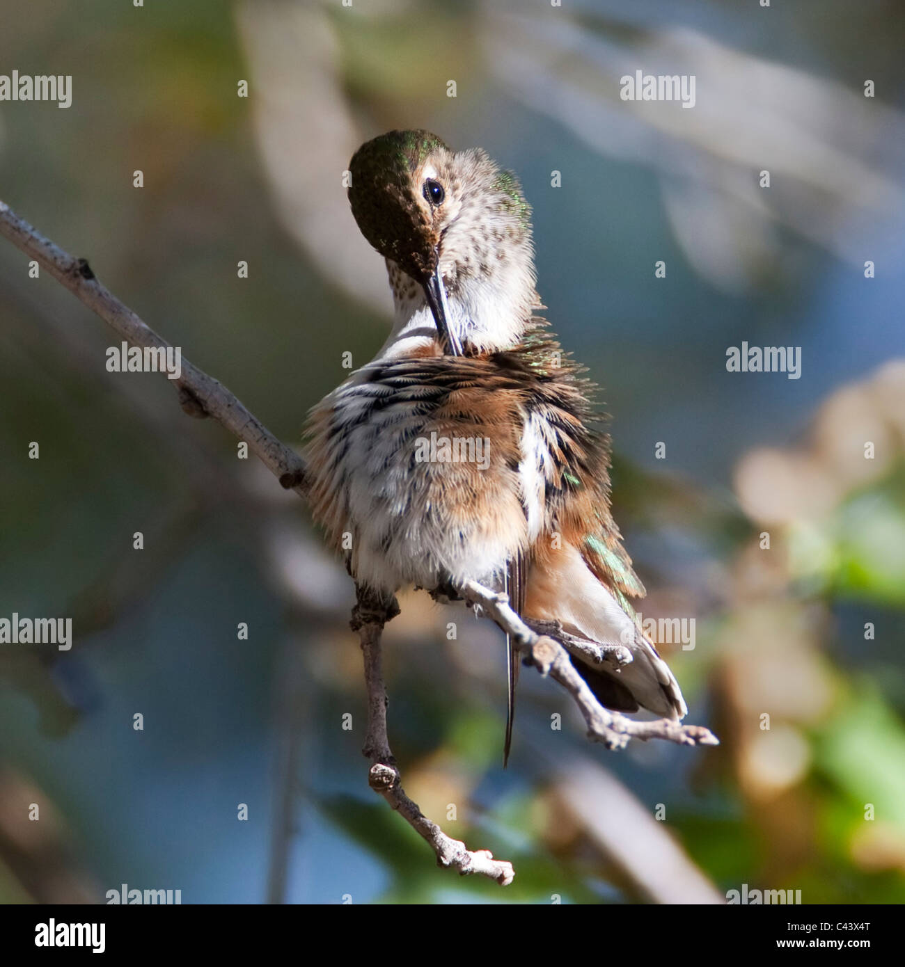 A female rufous hummingbird (Selasphorus rufus) perched in afternoon ...