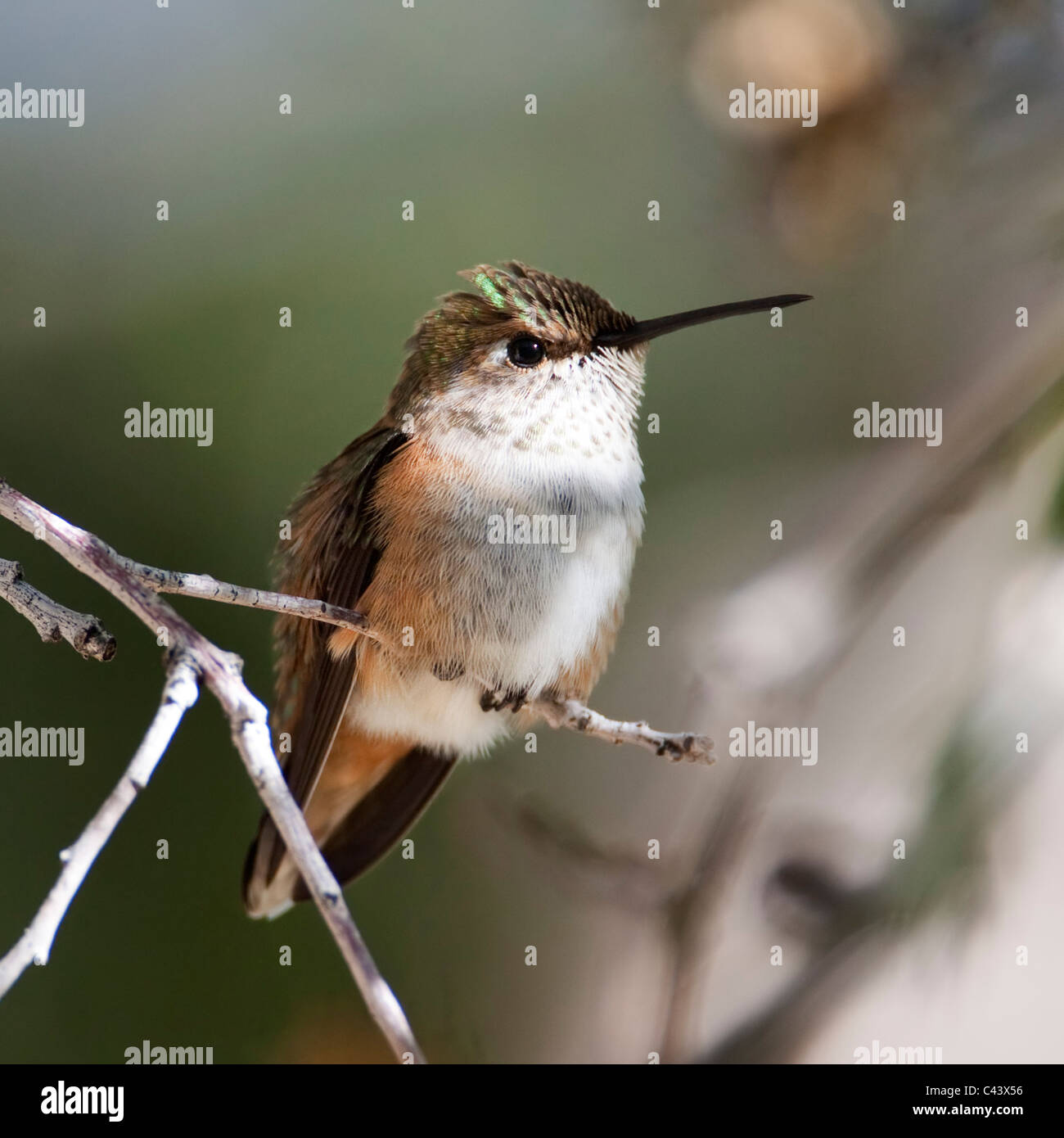 A female rufous hummingbird (Selasphorus rufus) perched in afternoon sunlight, Wasatch Range, Utah. Stock Photo