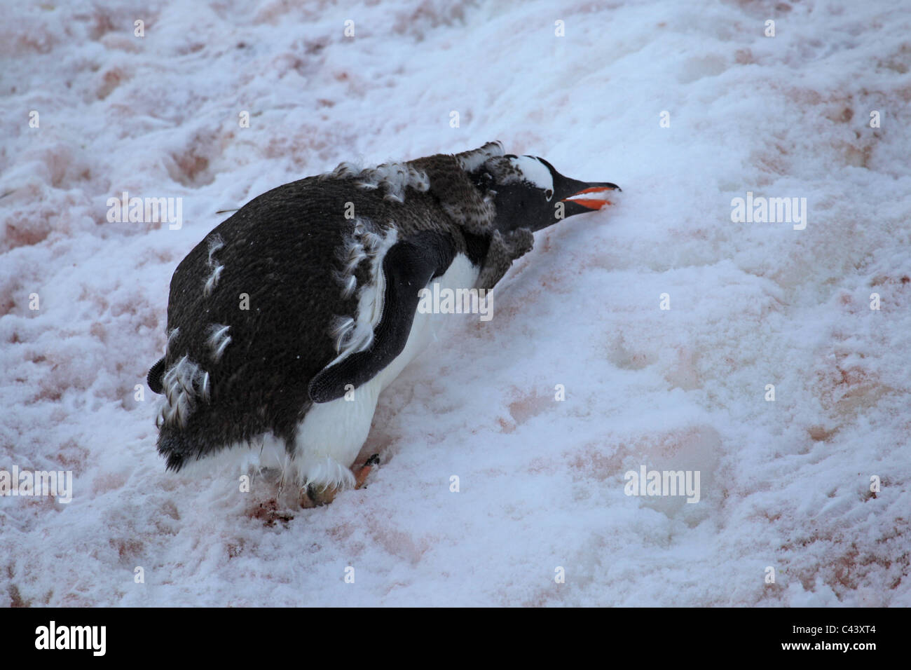 Penguin antarctica eating hi-res stock photography and images - Alamy