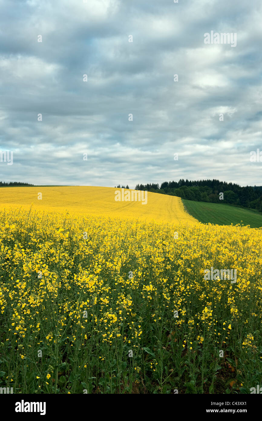 Canola in bloom hires stock photography and images Alamy