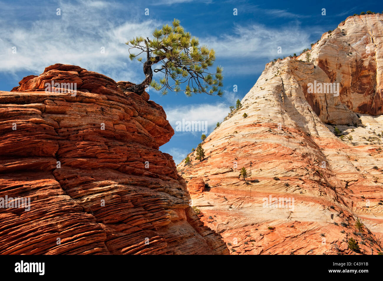 Bonsai Like Pinyon Pine Tree Clings To Life Among The Navajo Sandstone In Utah S Zion National Park Stock Photo Alamy