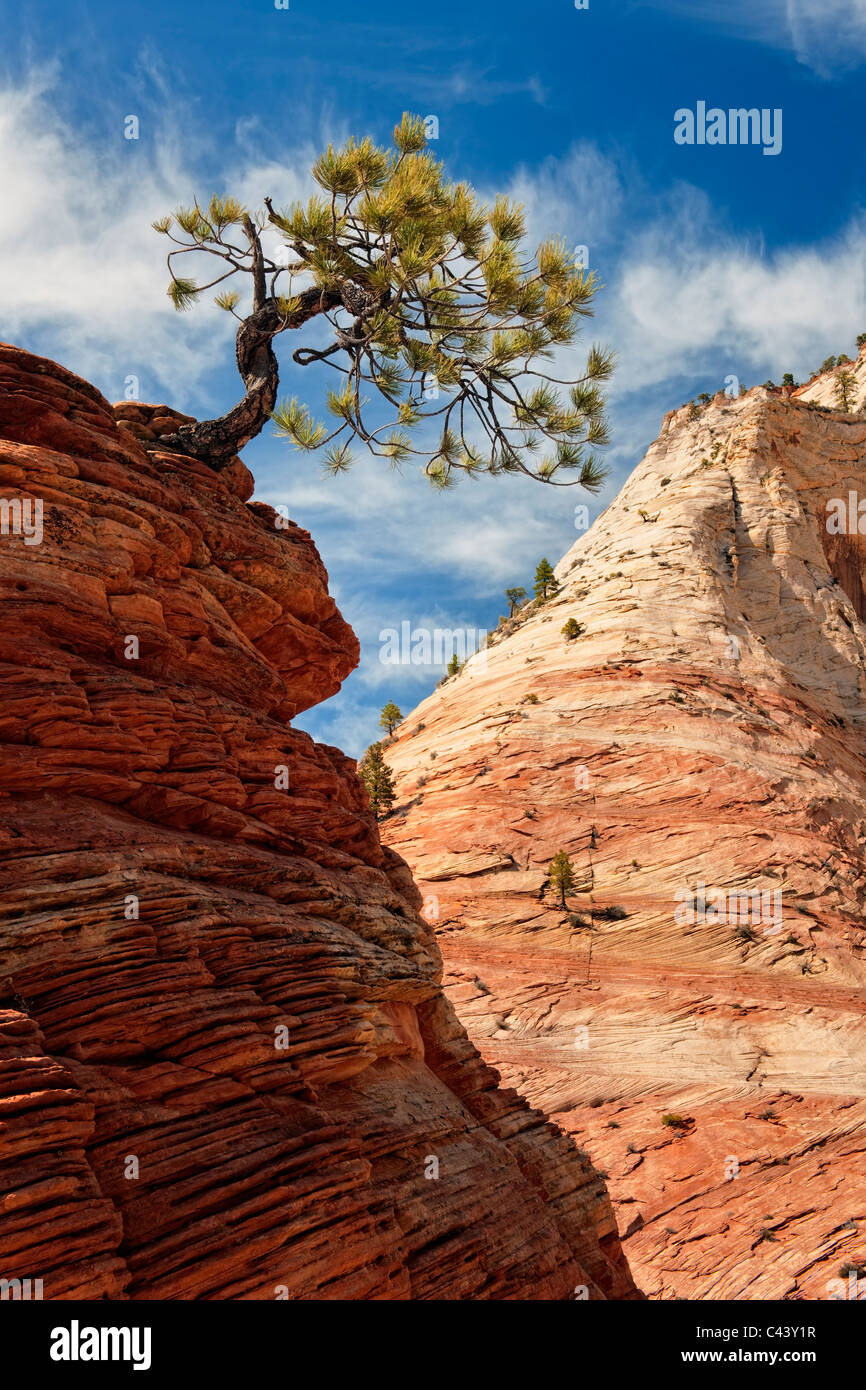 Bonsai like pinyon pine tree clings to life among the Navajo Sandstone in Utah’s Zion National Park. Stock Photo