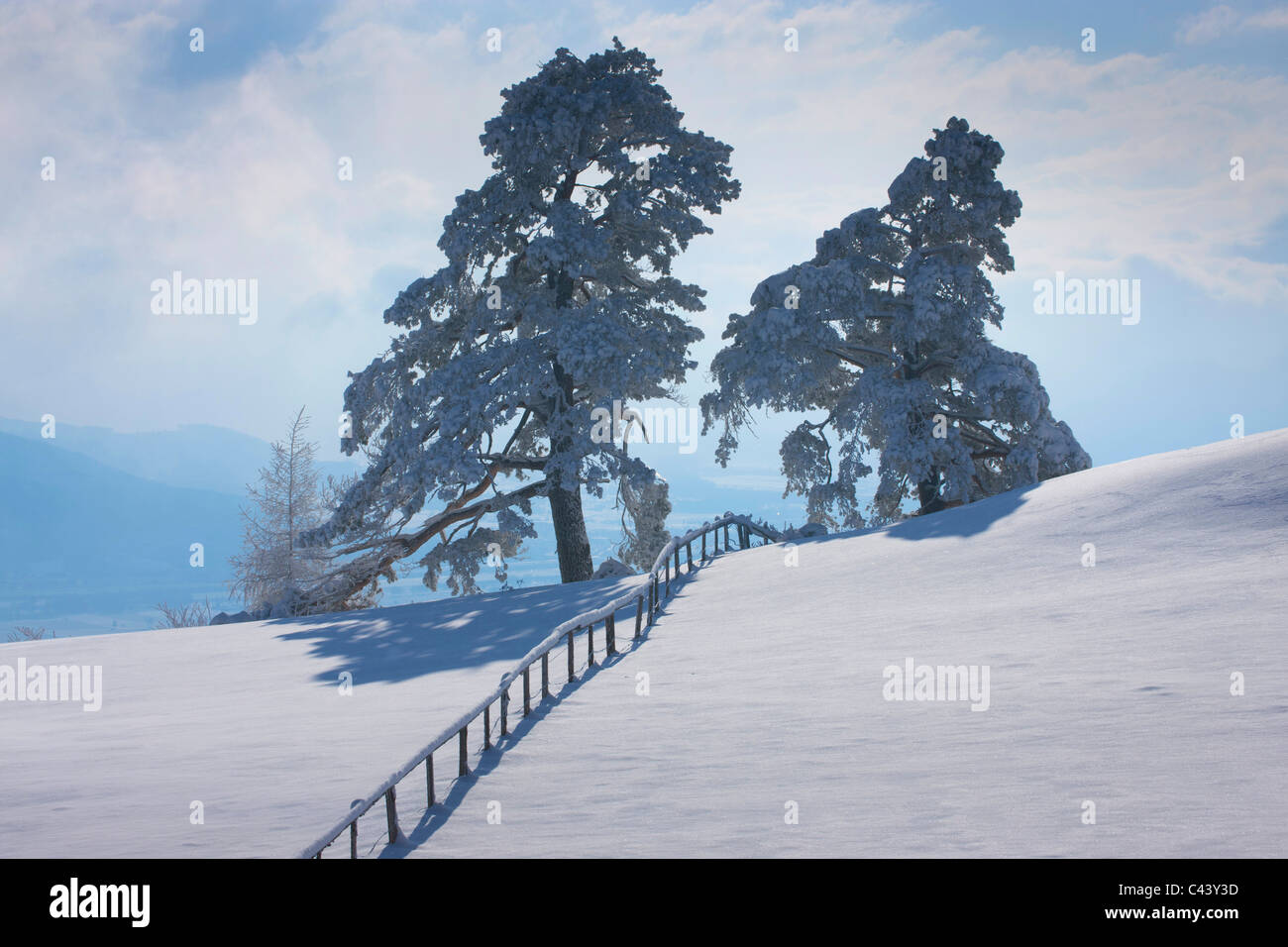 Saint Anton, Switzerland, Europe, canton Appenzell, Innerrhoden, winter, snow, fence, trees, pines, Stock Photo