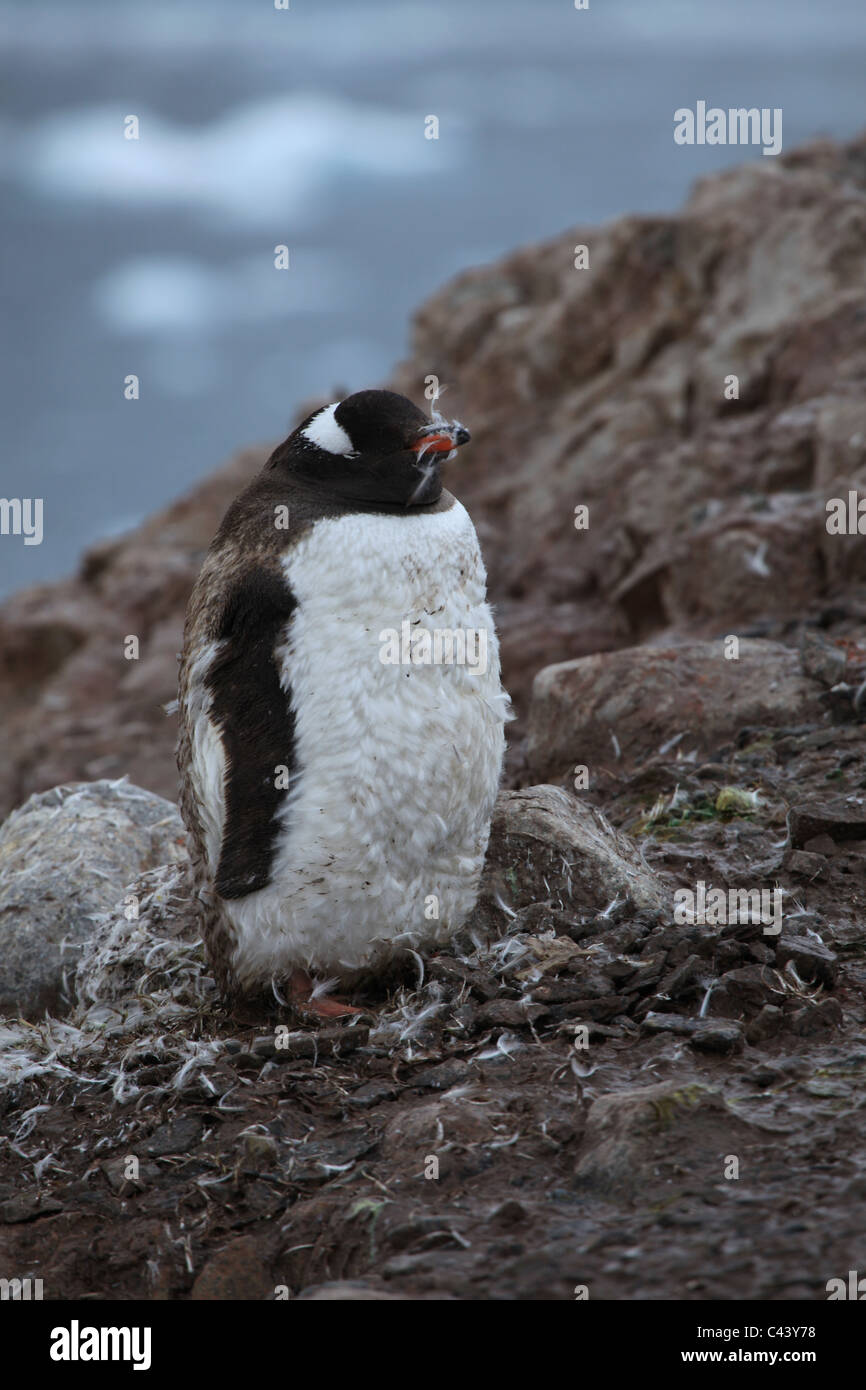 Close-up of moulting [Gentoo penguin] [Pygoscelis papua] on [Petermann Island], Antarctica Stock Photo