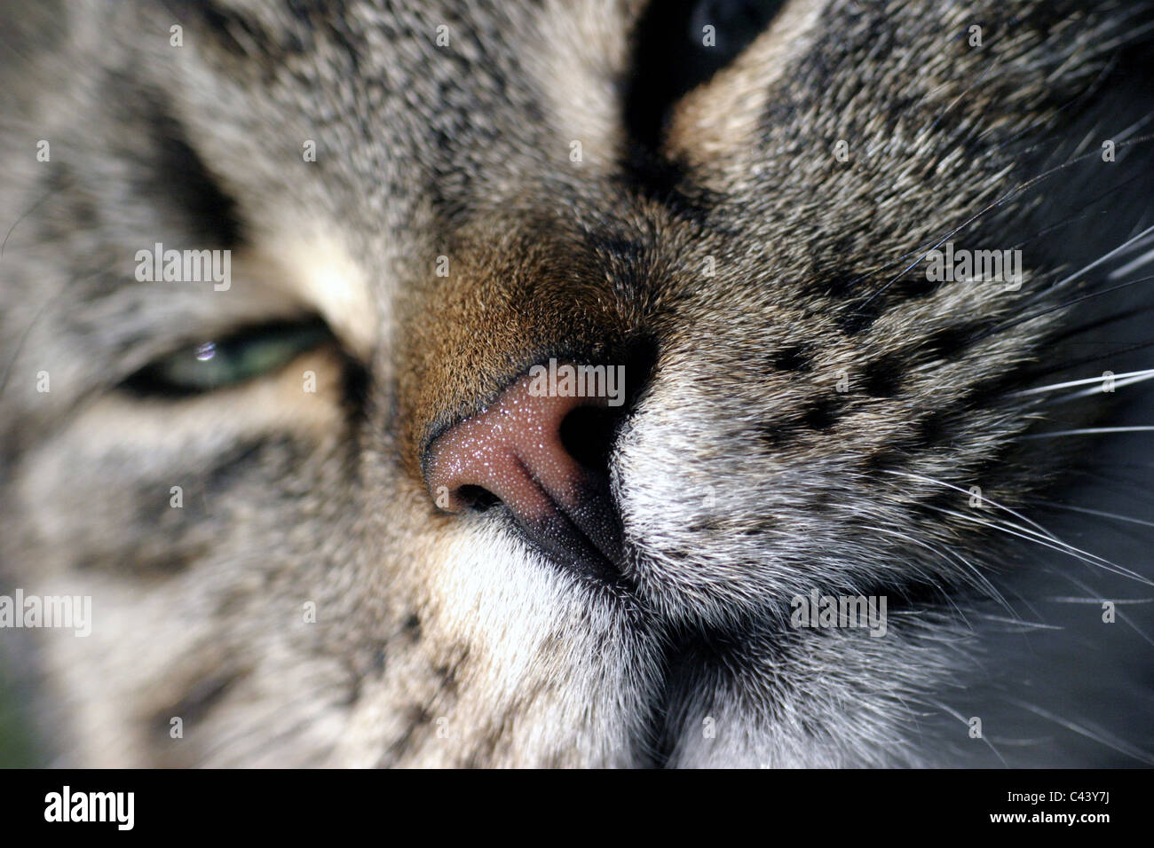 The image shows the face of a young striped (domestic) cat in a close ...