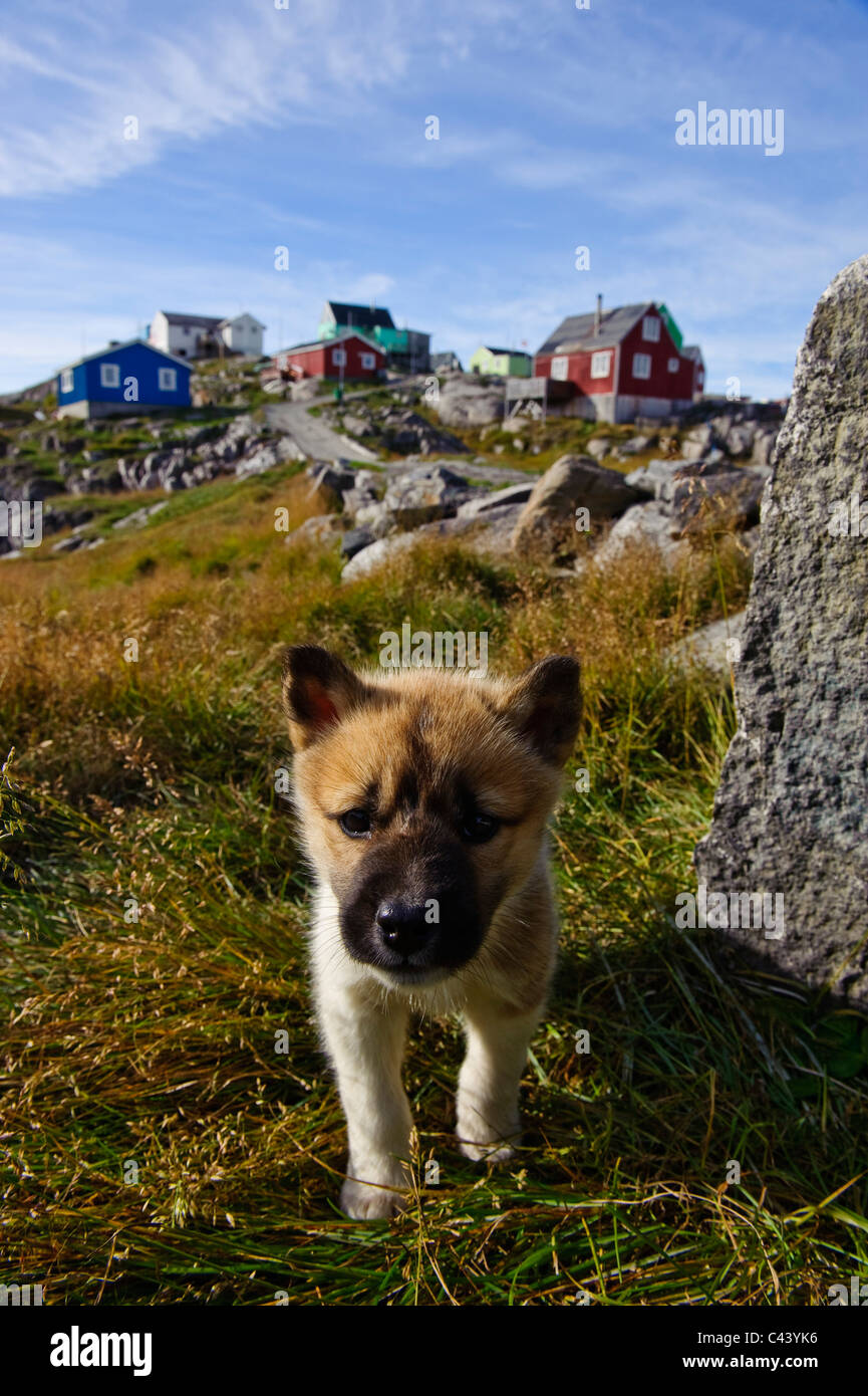 Greenland, Europe, west coast, Itilleq, place, houses, homes, bright, colours, scenery, dog, puppy, young, portrait Stock Photo