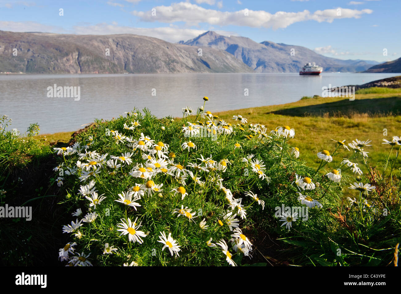Greenland, Europe, south, Qassiarsuk, Brattahlid, shore, camomile, flowers, mountains, ship, scenery Stock Photo