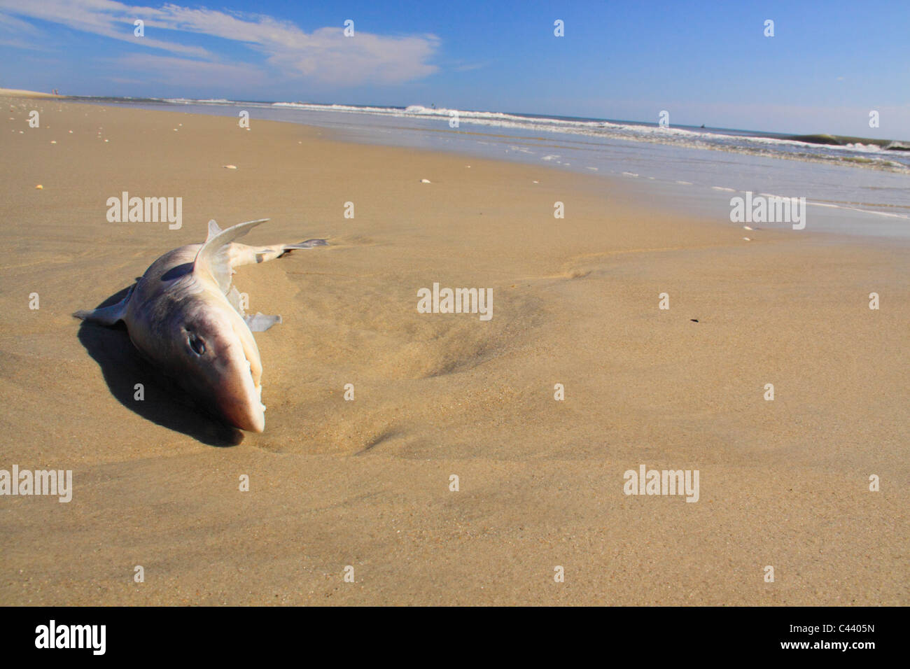 Dead Shark, Pea Island National Wildlife Refuge, Cape Hatteras National Seashore, North Carolina, USA Stock Photo