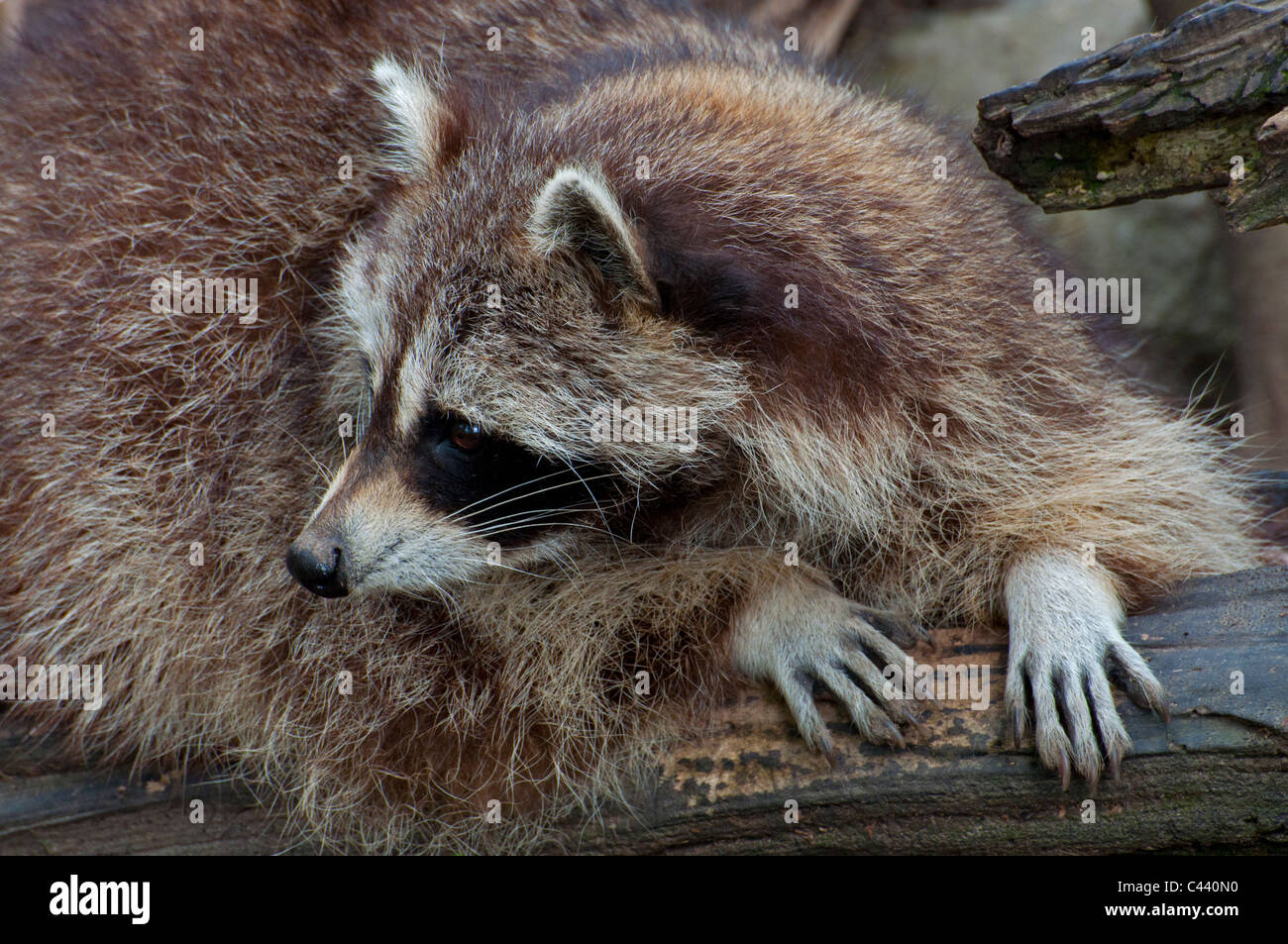 A relaxed Common Raccoon Stock Photo - Alamy