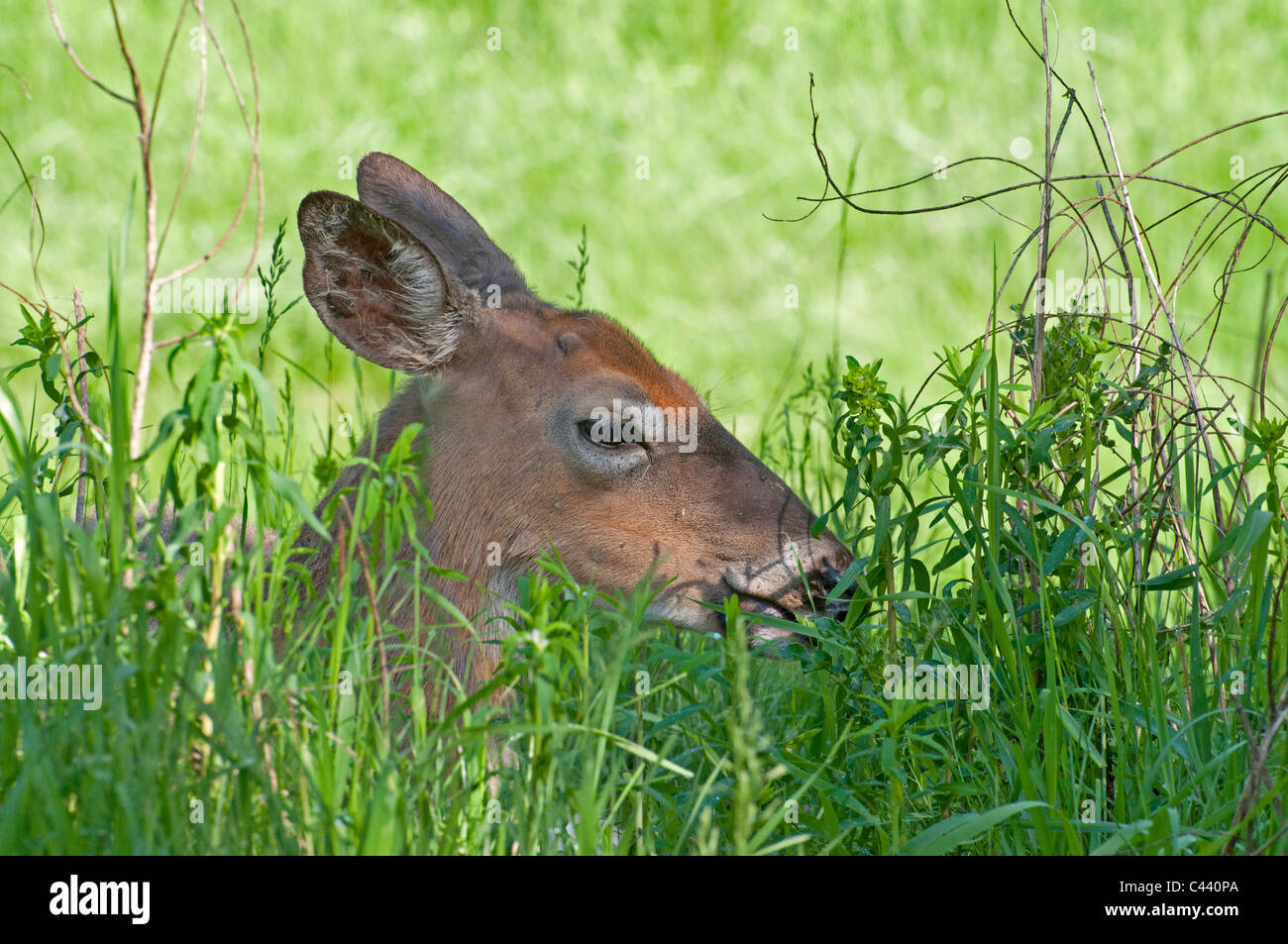 A White-tailed Deer resting in tall grass Stock Photo - Alamy