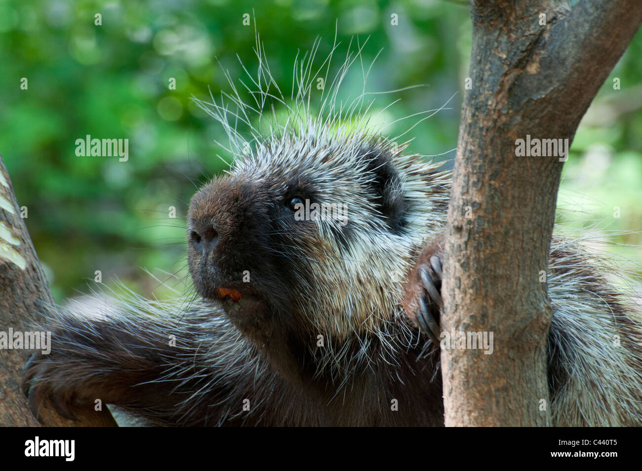 A Canadian Porcupine in a tree. Stock Photo