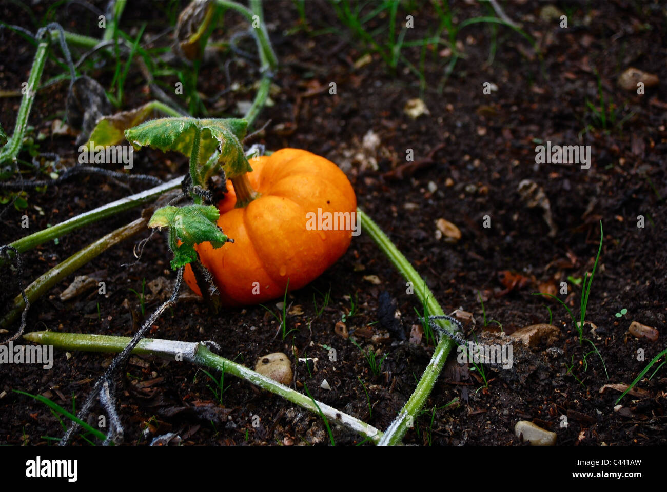 A small pumpkin growing surrounded by dirt and vines Stock Photo