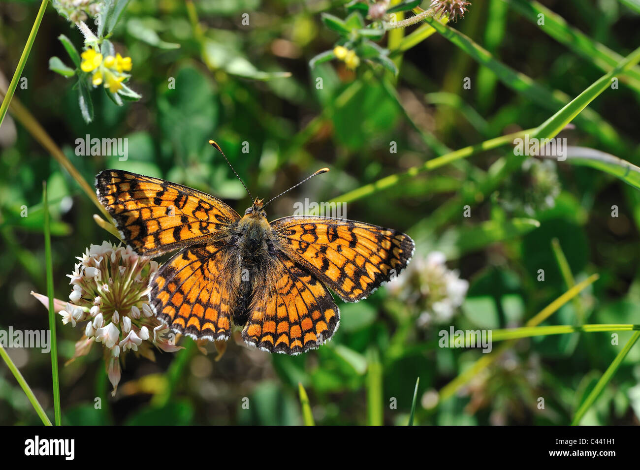 Knapweed fritillary (Cinclidia phoebe - Melitaea phoebe) male with open wings in a flowering meadow Stock Photo