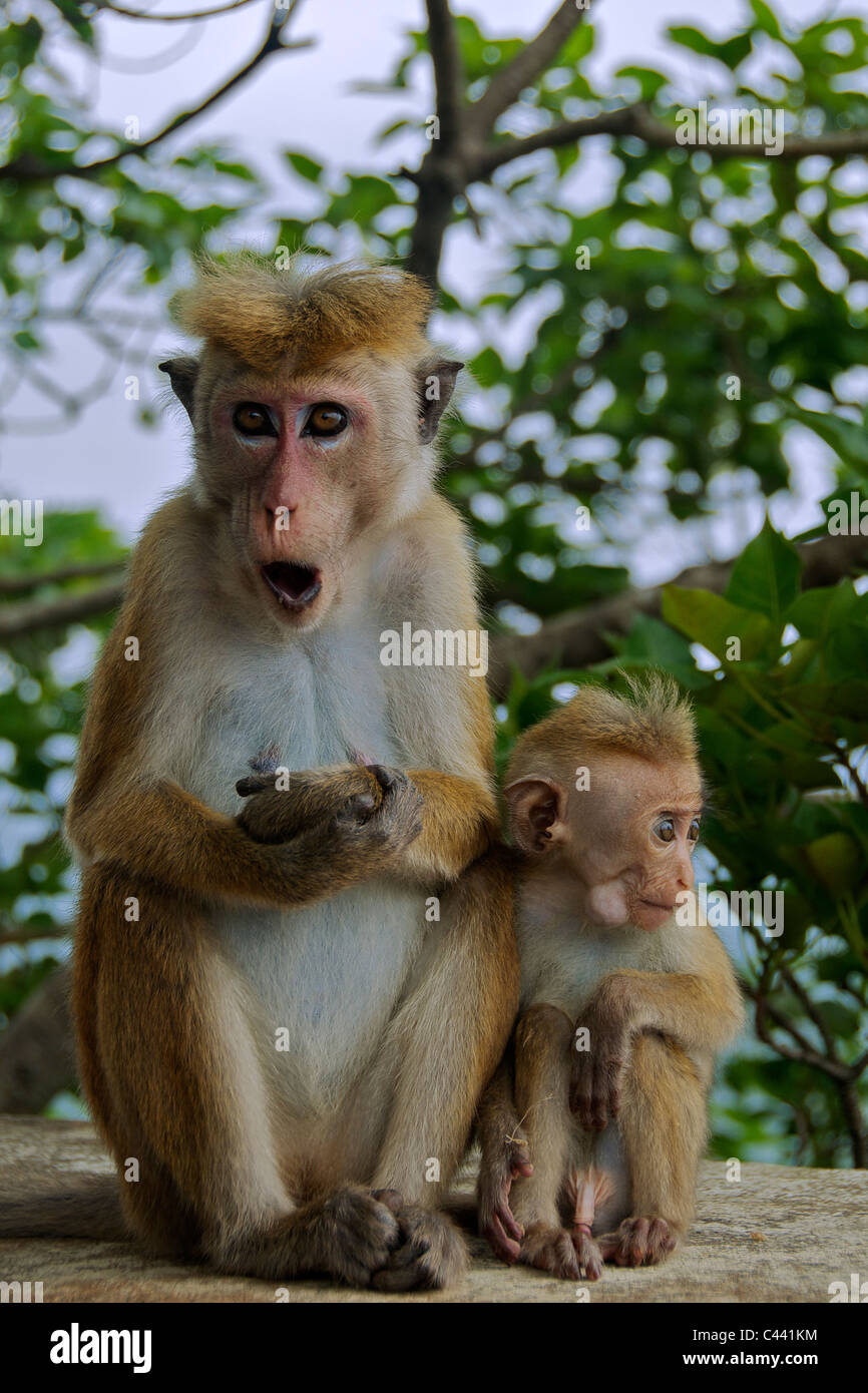 Macaco Chimpanzé Na Selva Do Sri Lanka, África Imagem e Fotografia  Gratuitas 199666496.